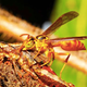 Illustration for article titled These Amazonian ants build one of the freakiest deathtraps in the animal kingdom